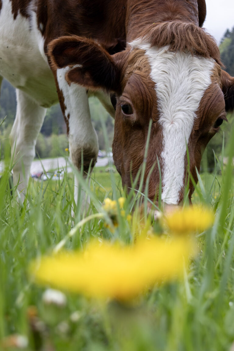 A Guide to Gruyères: Where Alpine Cheese and Erotic Alien Art Collide