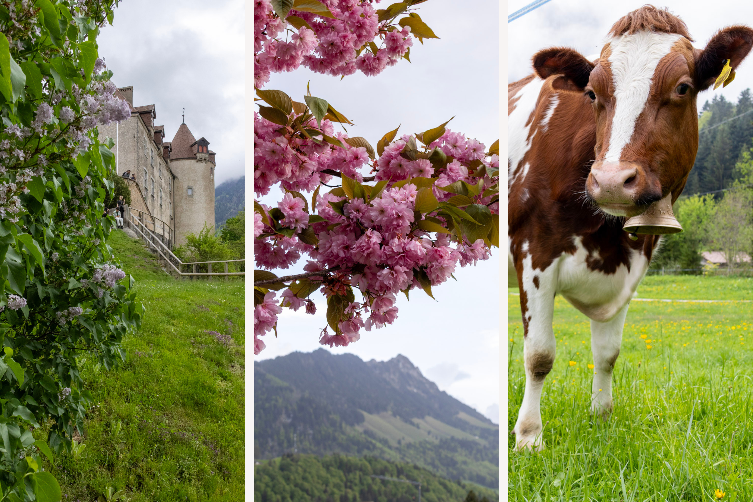A Traveler’s Guide to Gruyères: An Alpine Tale of Cheese, Charm & Centuries Past