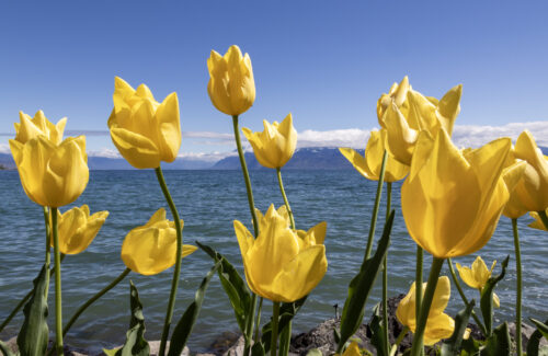 Day trips near Lake Geneva