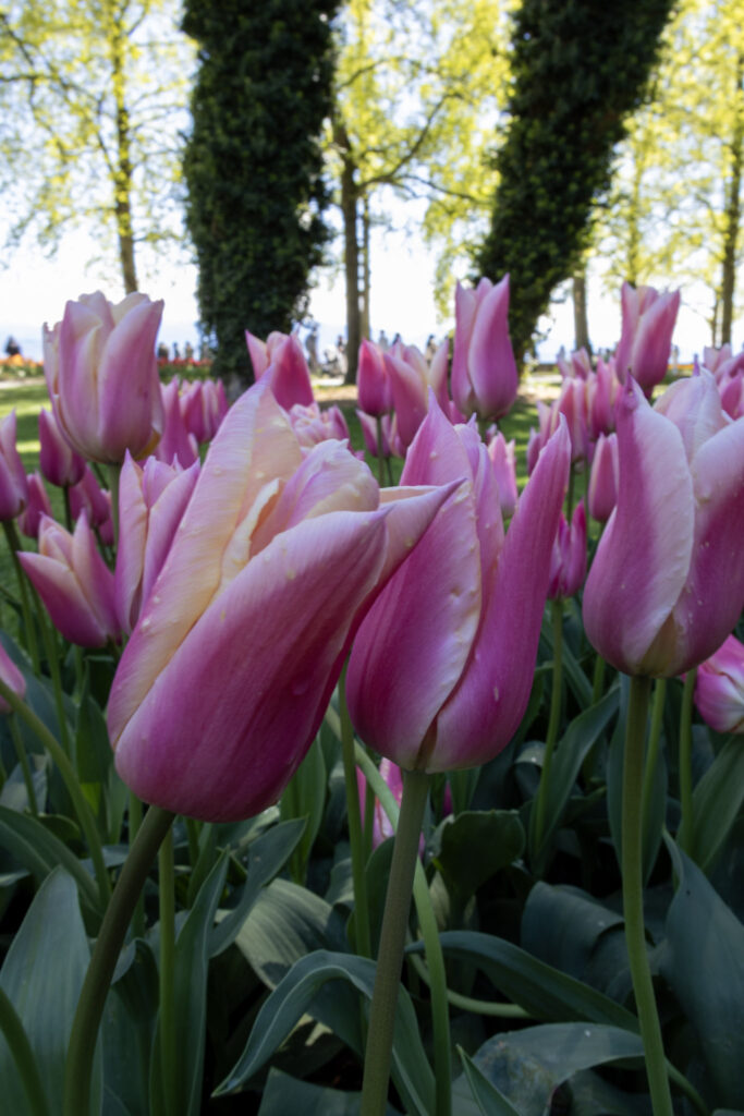 Relaxing day trips from Geneva