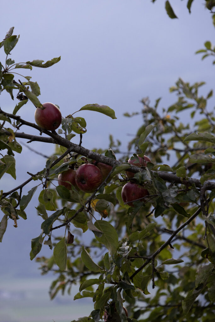 Lichtenstein pomegrante